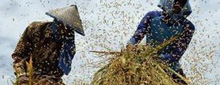 Indonesian farmers harvesting rice